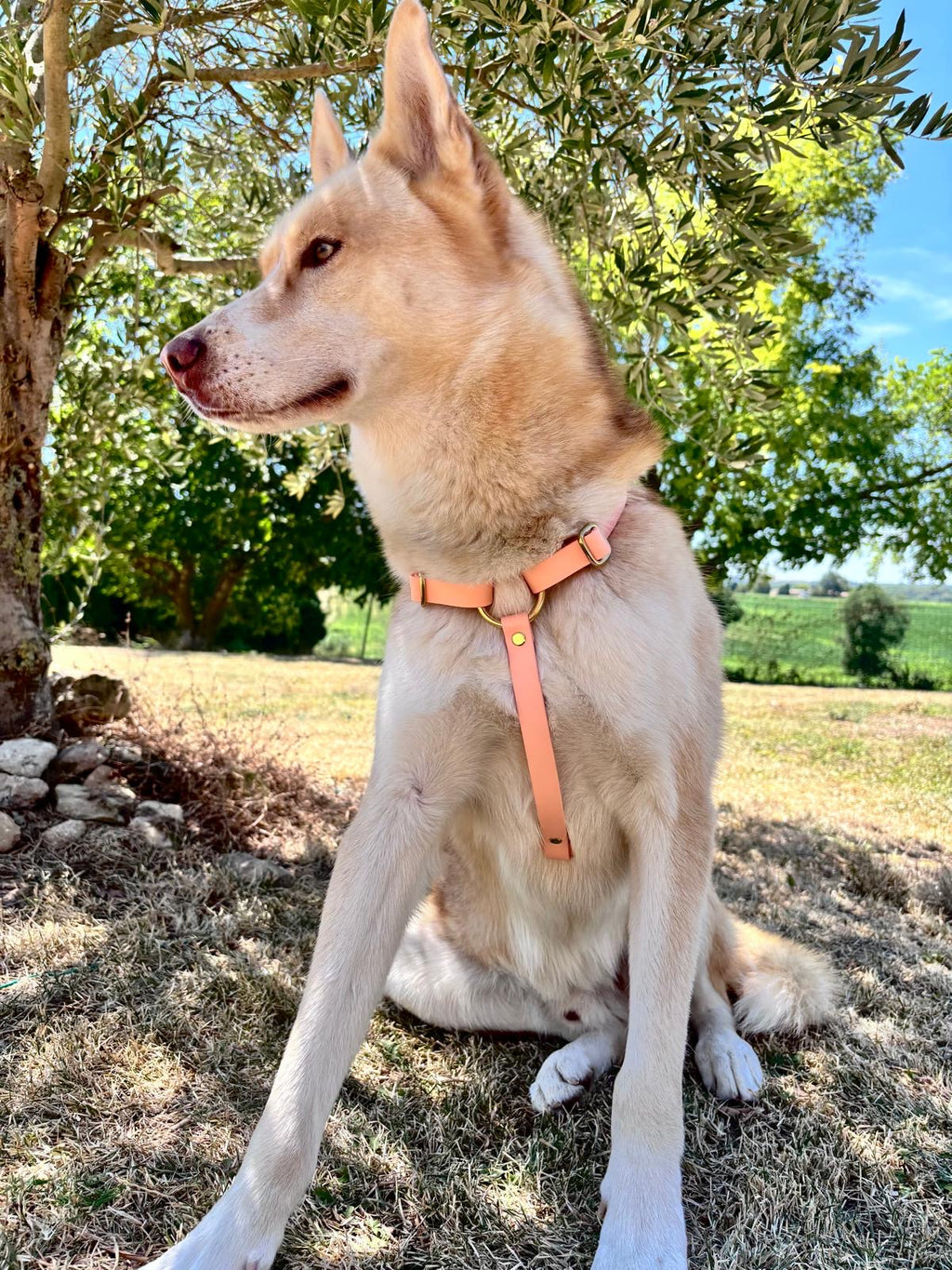 Harnais Chien BIOTHANE® - Peach Pastel