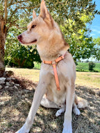 Harnais Chien BIOTHANE® - Peach Pastel