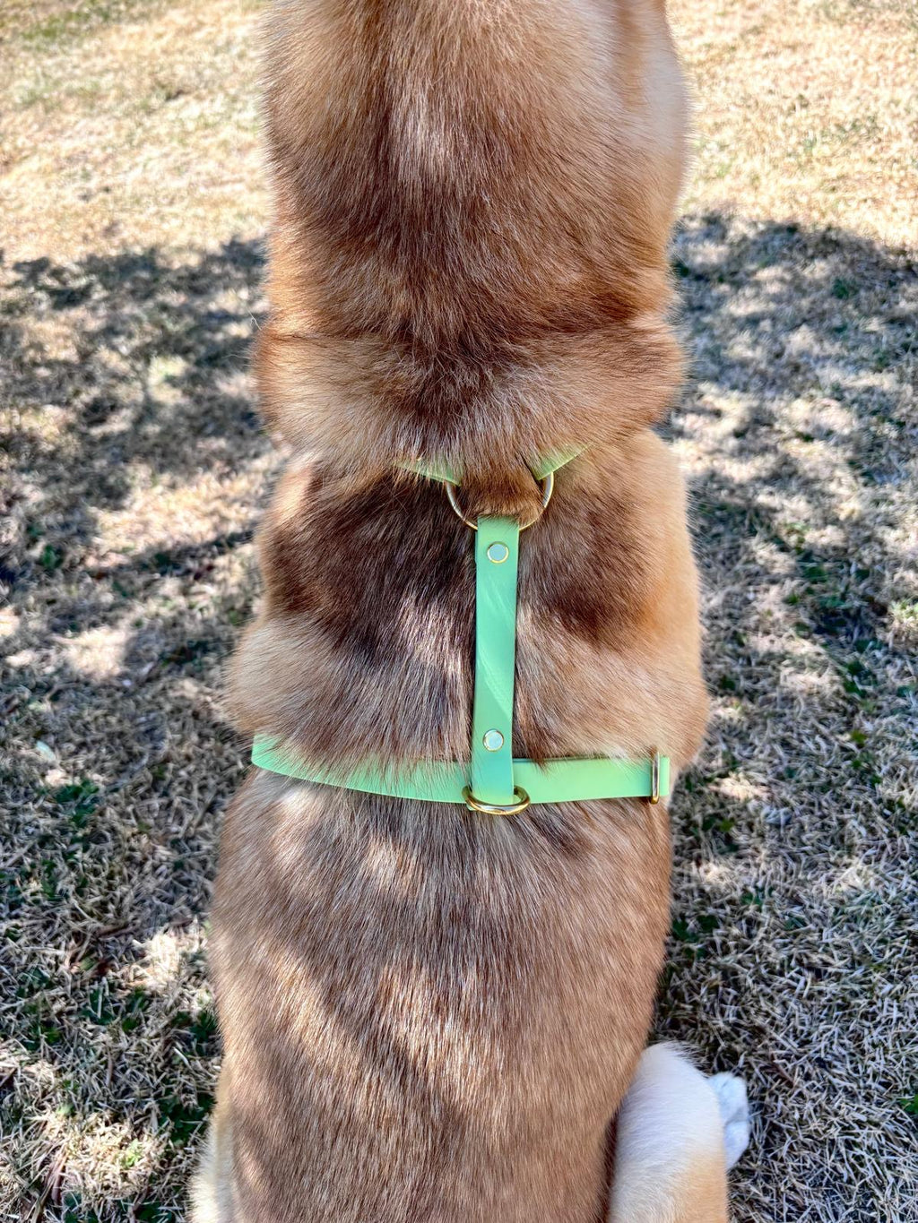 Harnais Chien BIOTHANE® - Green Tea