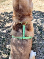 Harnais Chien BIOTHANE® - Green Tea