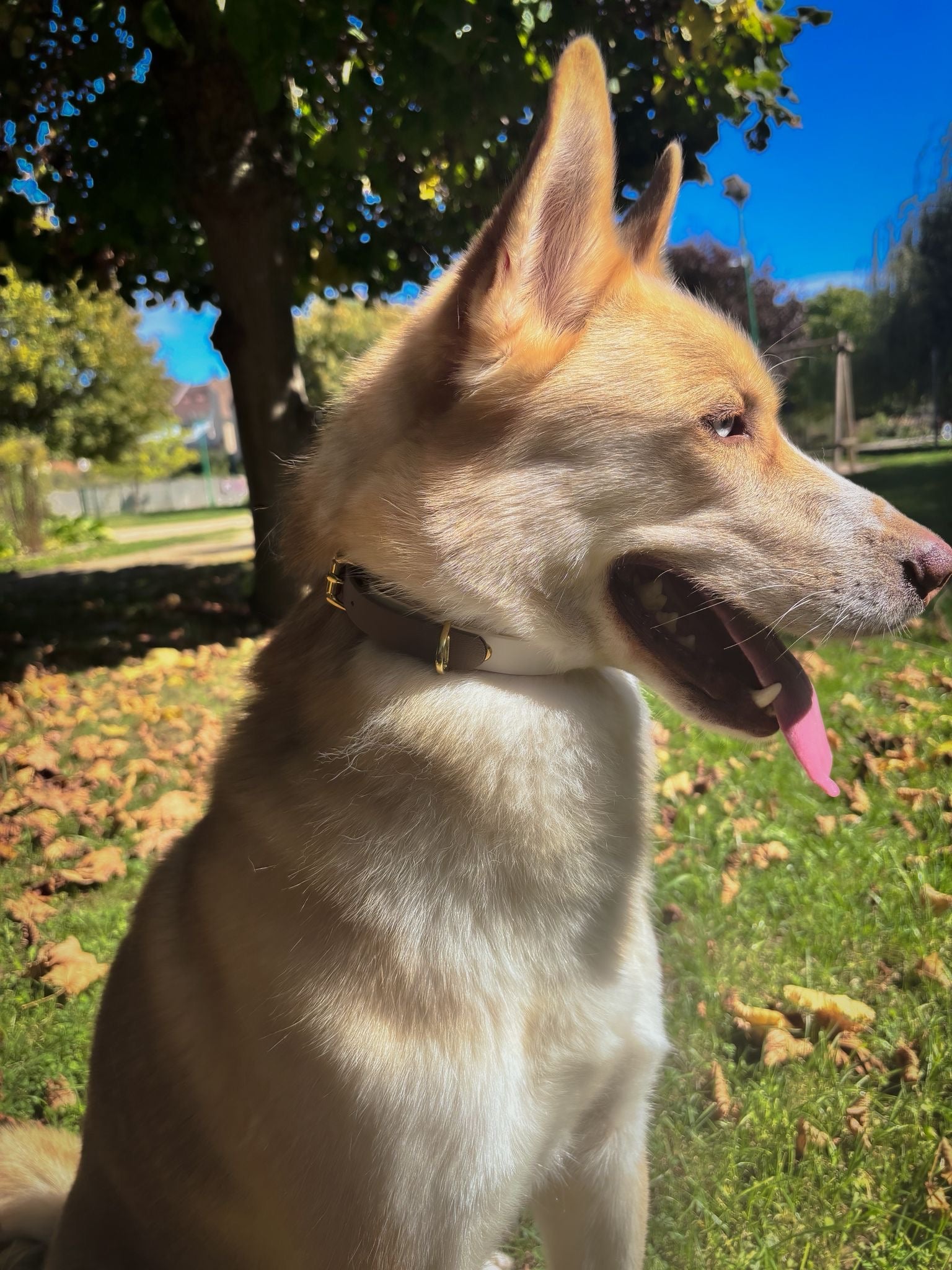 Collier Chien Bicolore BIOTHANE® - Mocha