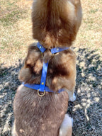 Harnais Chien BIOTHANE® - Blueberry