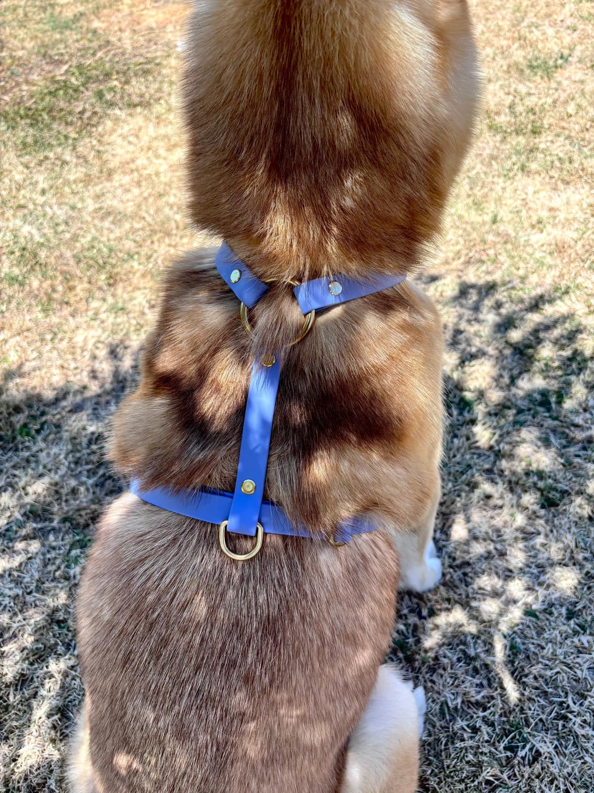 Harnais Chien BIOTHANE® - Blueberry