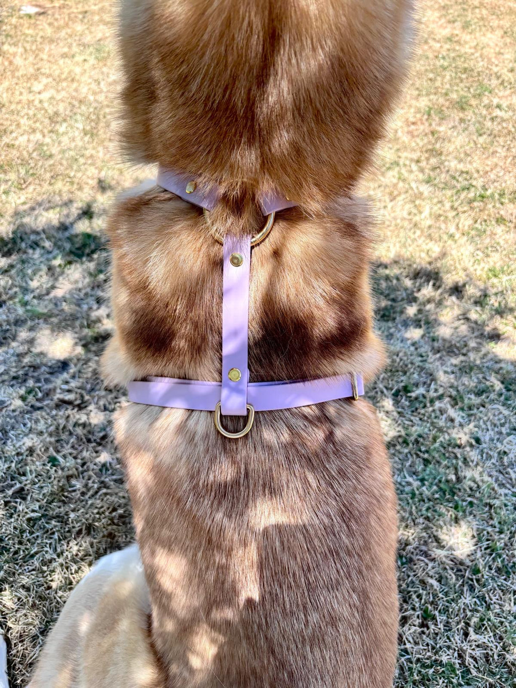 Harnais Chien BIOTHANE® - Lila