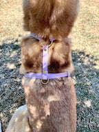 Harnais Chien BIOTHANE® - Lila