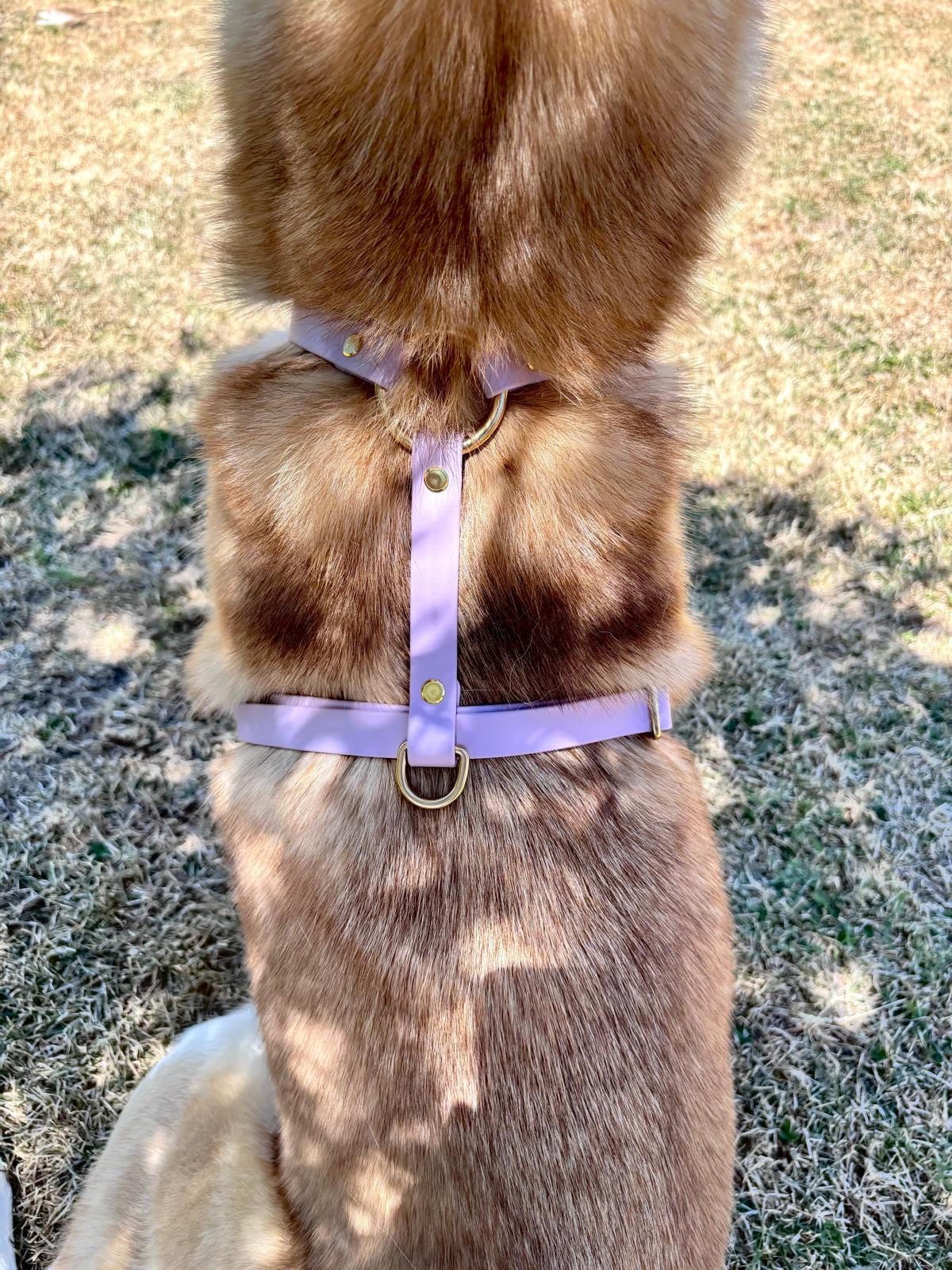 Harnais Chien BIOTHANE® - Lila