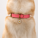 Collier pour chien BIOTHANE® - Bubblepink