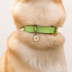 Collier pour chien BIOTHANE® - Green Tea