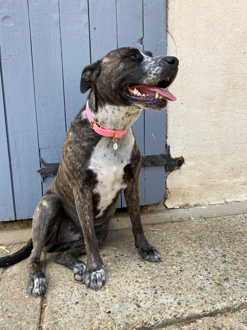 Collier Chien BIOTHANE® à Boucle - Bubblepink