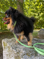 Collier Chien BIOTHANE® à Boucle - Green Tea