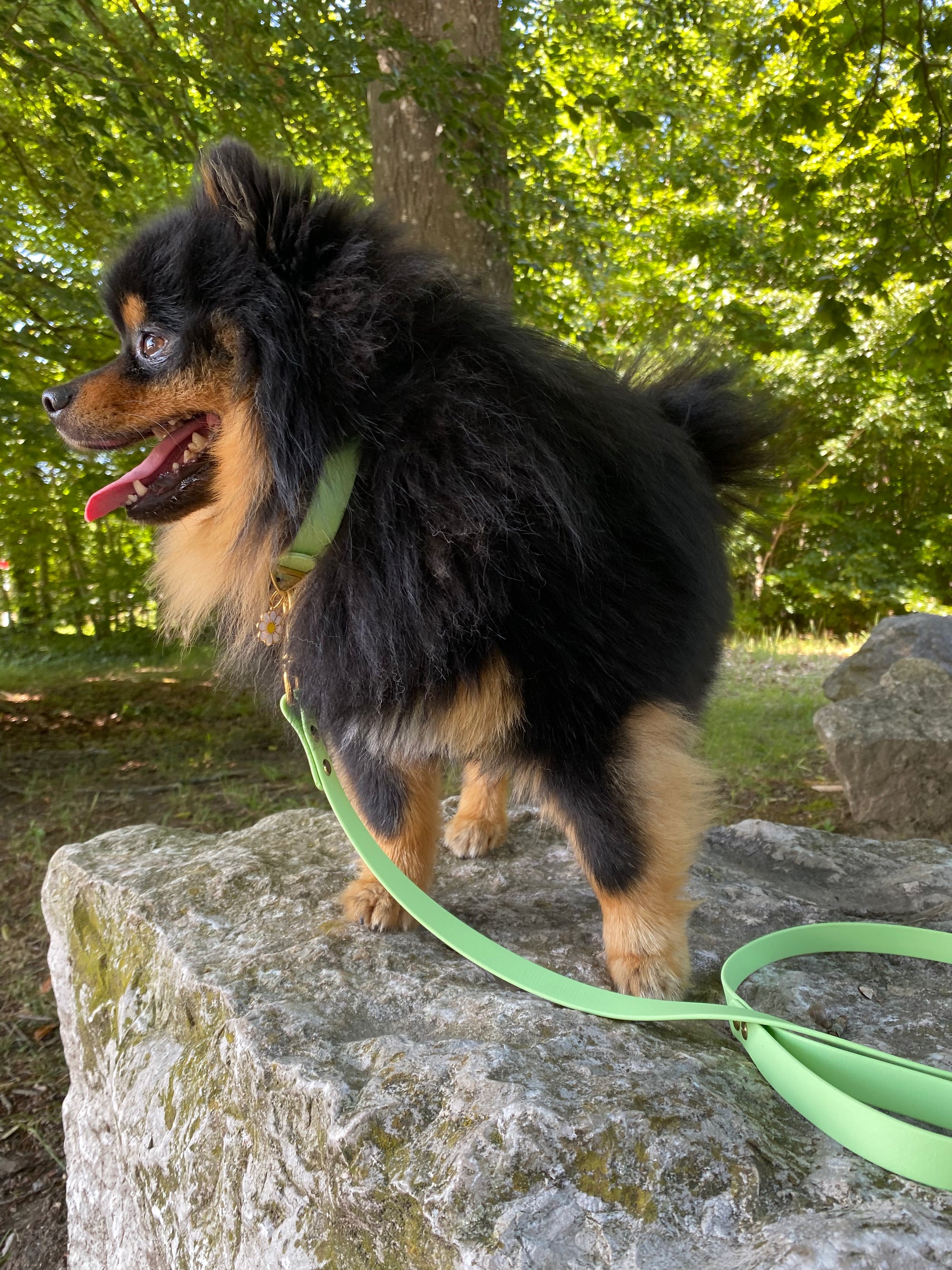 Collier Chien BIOTHANE® à Boucle - Green Tea