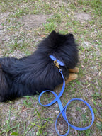 Collier Chien BIOTHANE® à Boucle - Blueberry