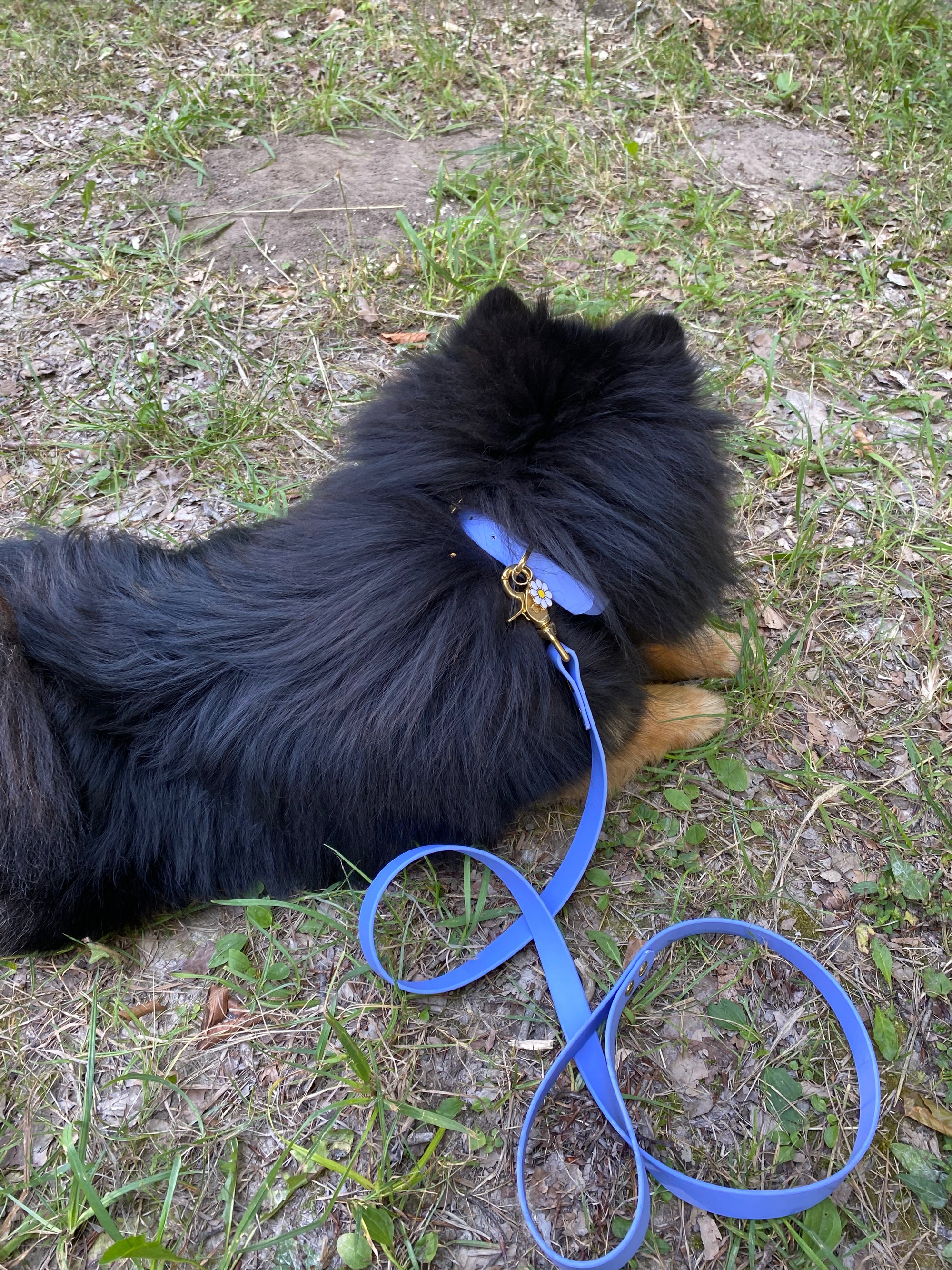 Collier Chien BIOTHANE® à Boucle - Blueberry