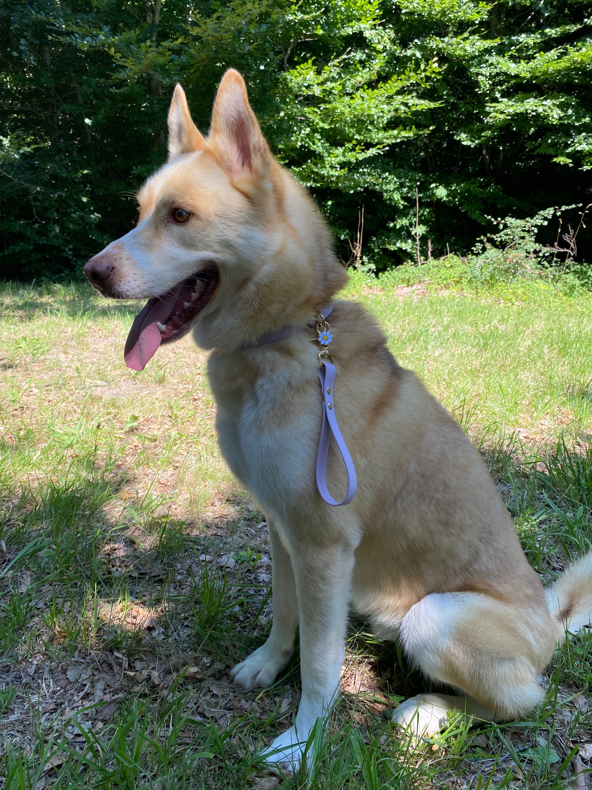 Poignée Chien BIOTHANE® - Lila