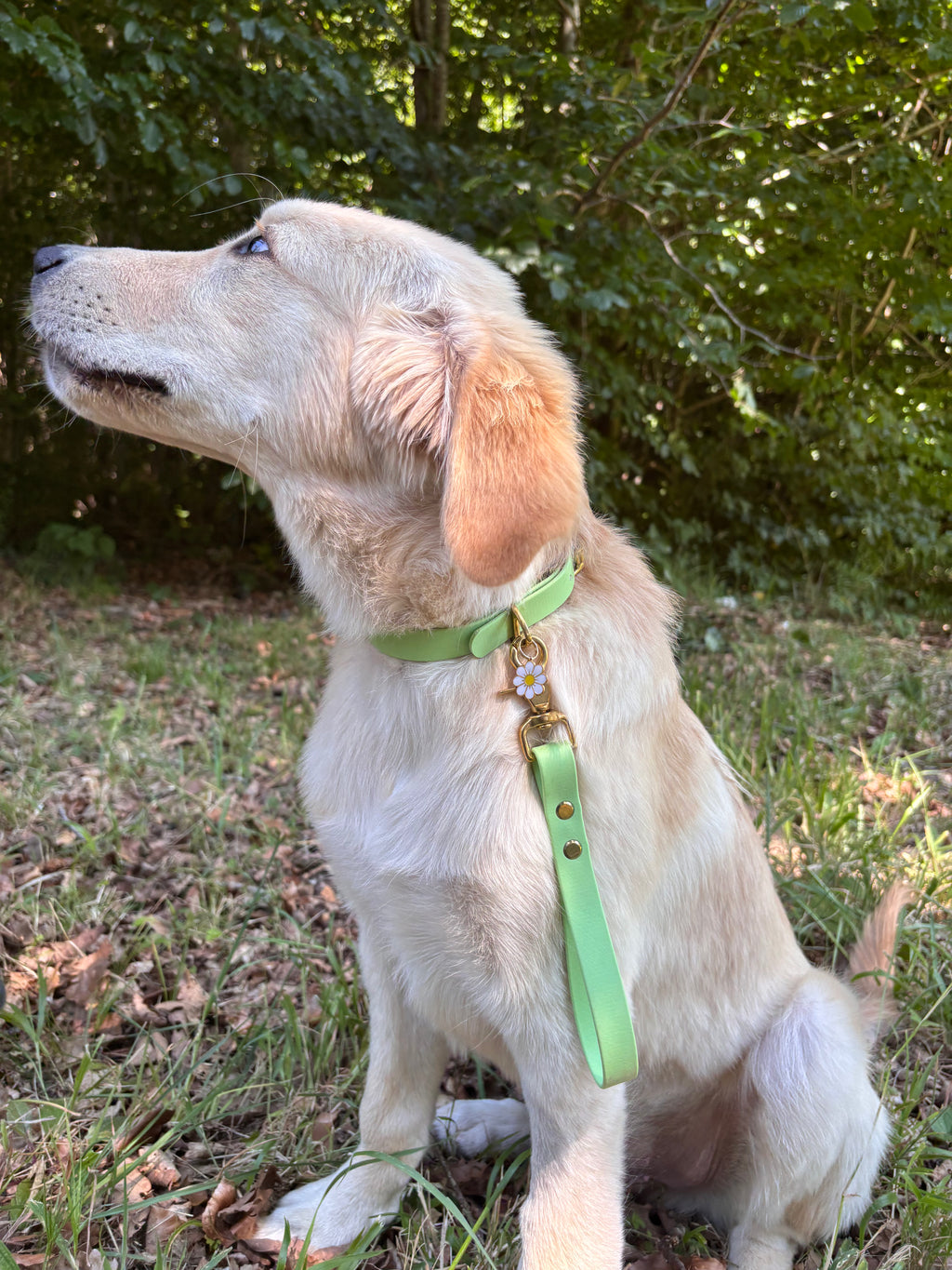 Poignée Chien BIOTHANE® - Green Tea