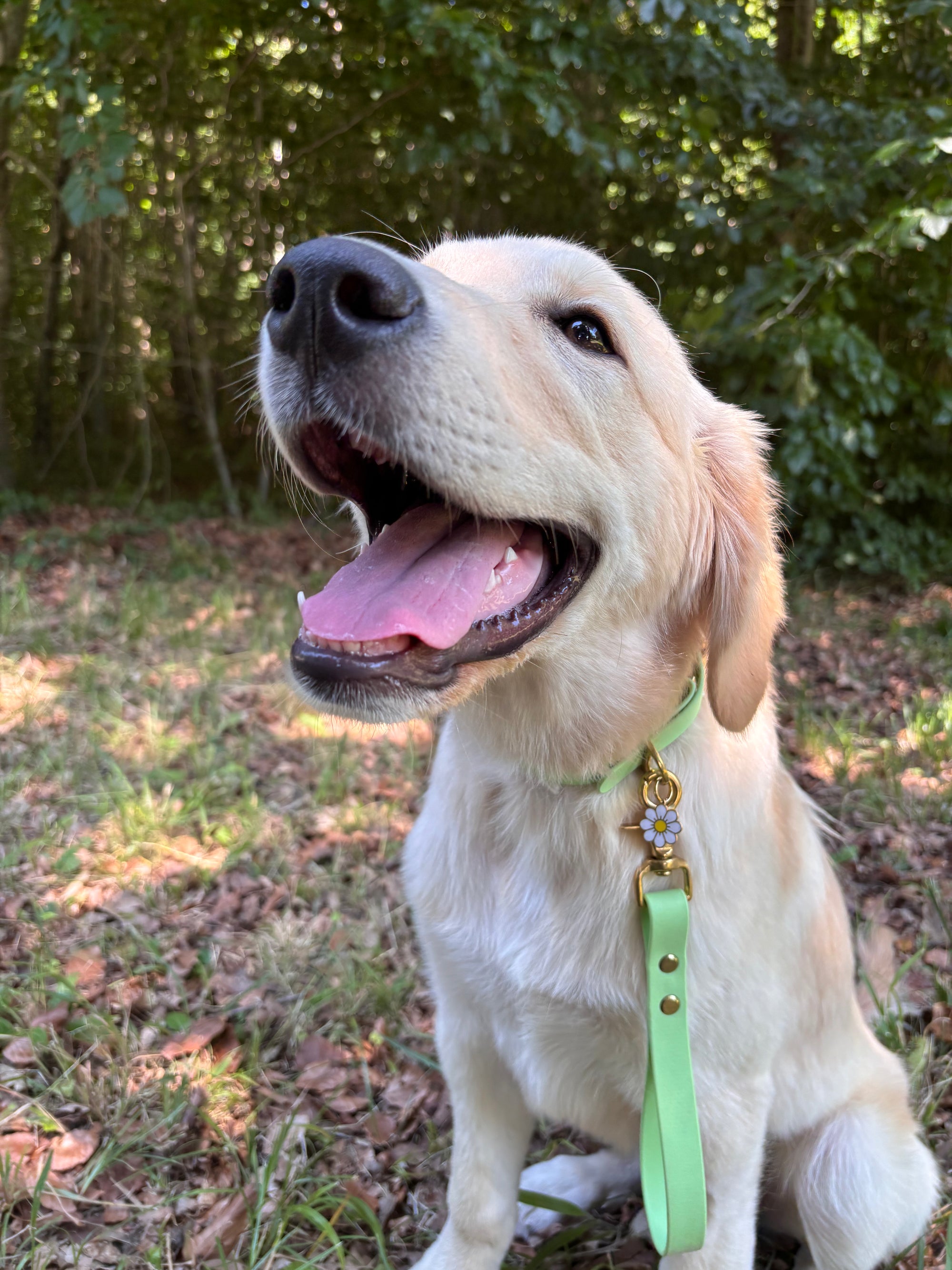 Collier Chien BIOTHANE® à Boucle - Green Tea