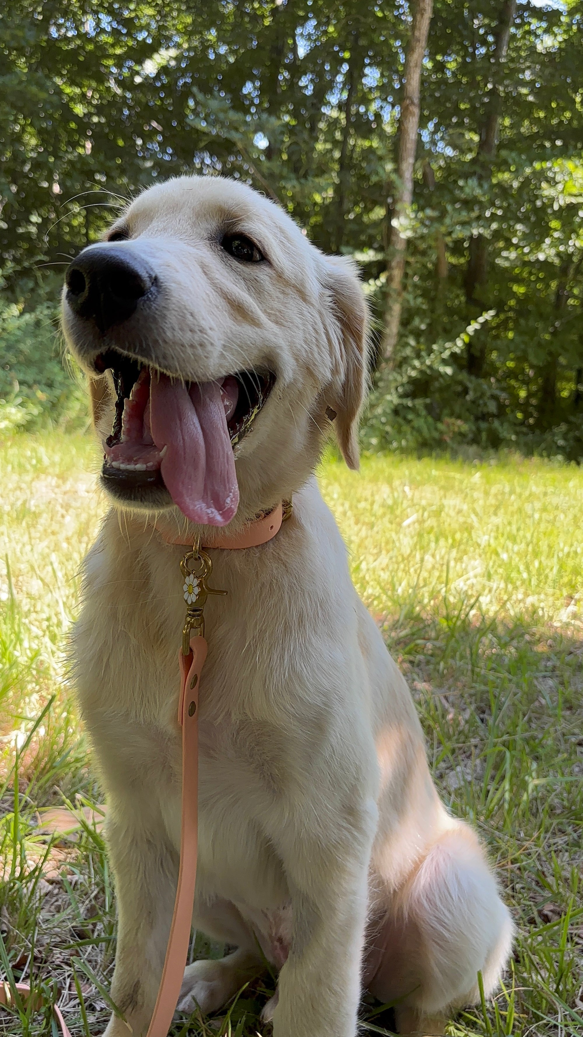 Collier Chien BIOTHANE® à Boucle - Peach Pastel