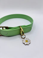 Collier Chien BIOTHANE® à Boucle - Green Tea