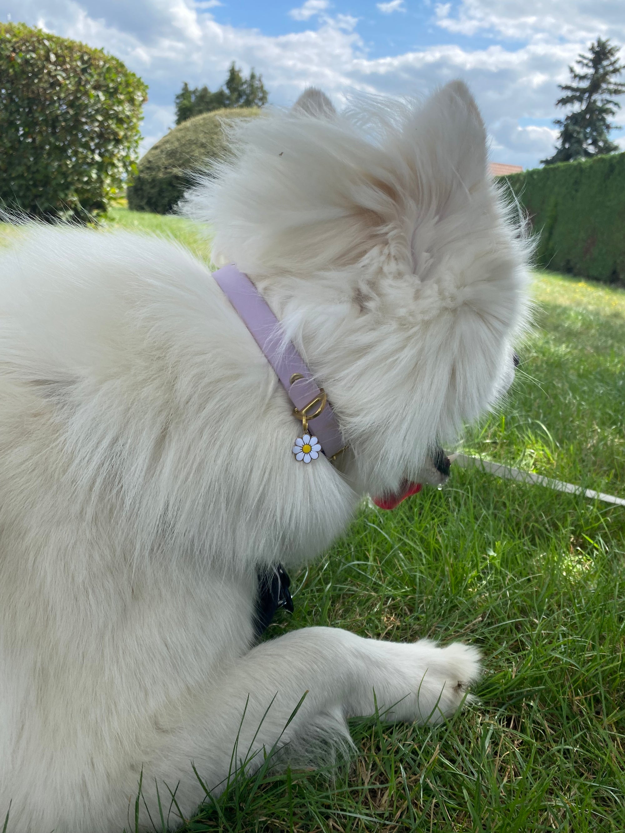 Collier Chien BIOTHANE® à Boucle - Lila