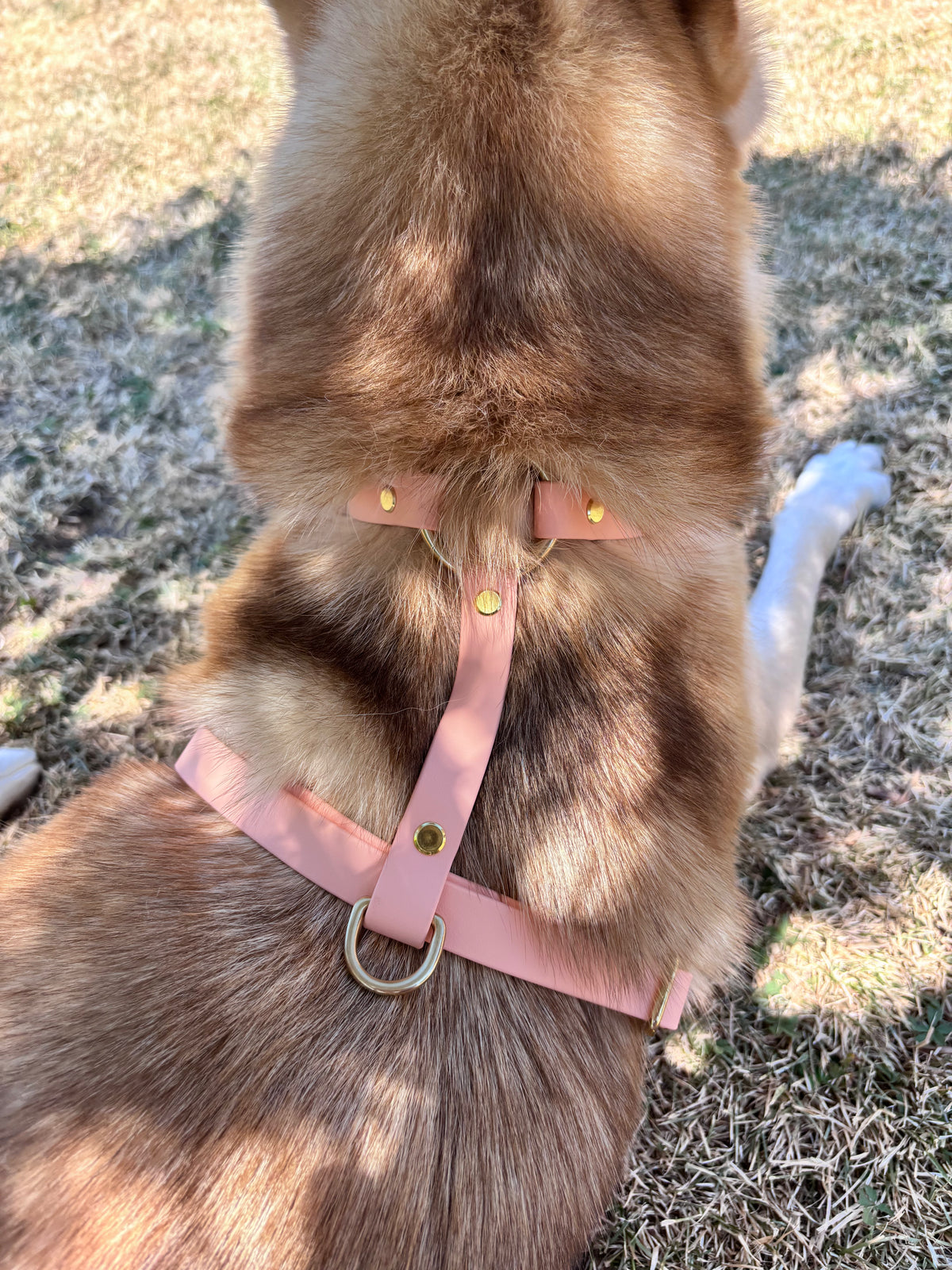 Harnais pour chien BIOTHANE® - Peach Pastel