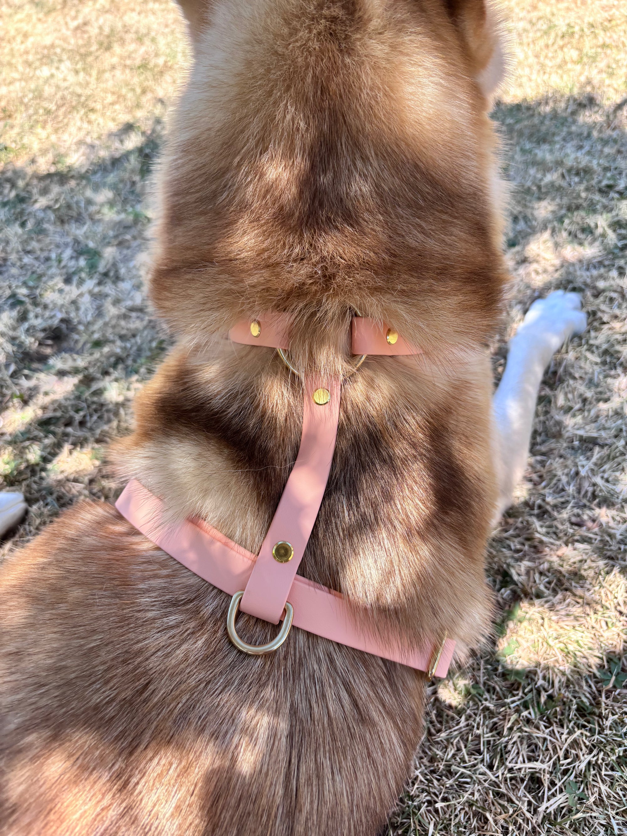 Harnais pour chien BIOTHANE® - Peach Pastel