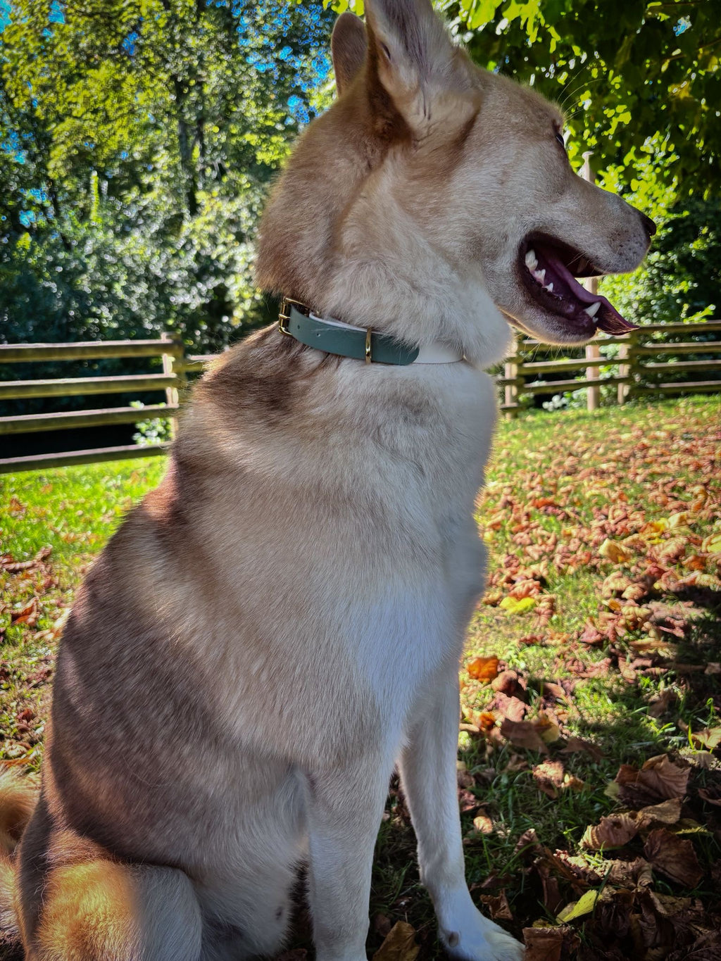 Collier Chien Bicolore BIOTHANE® - Matcha