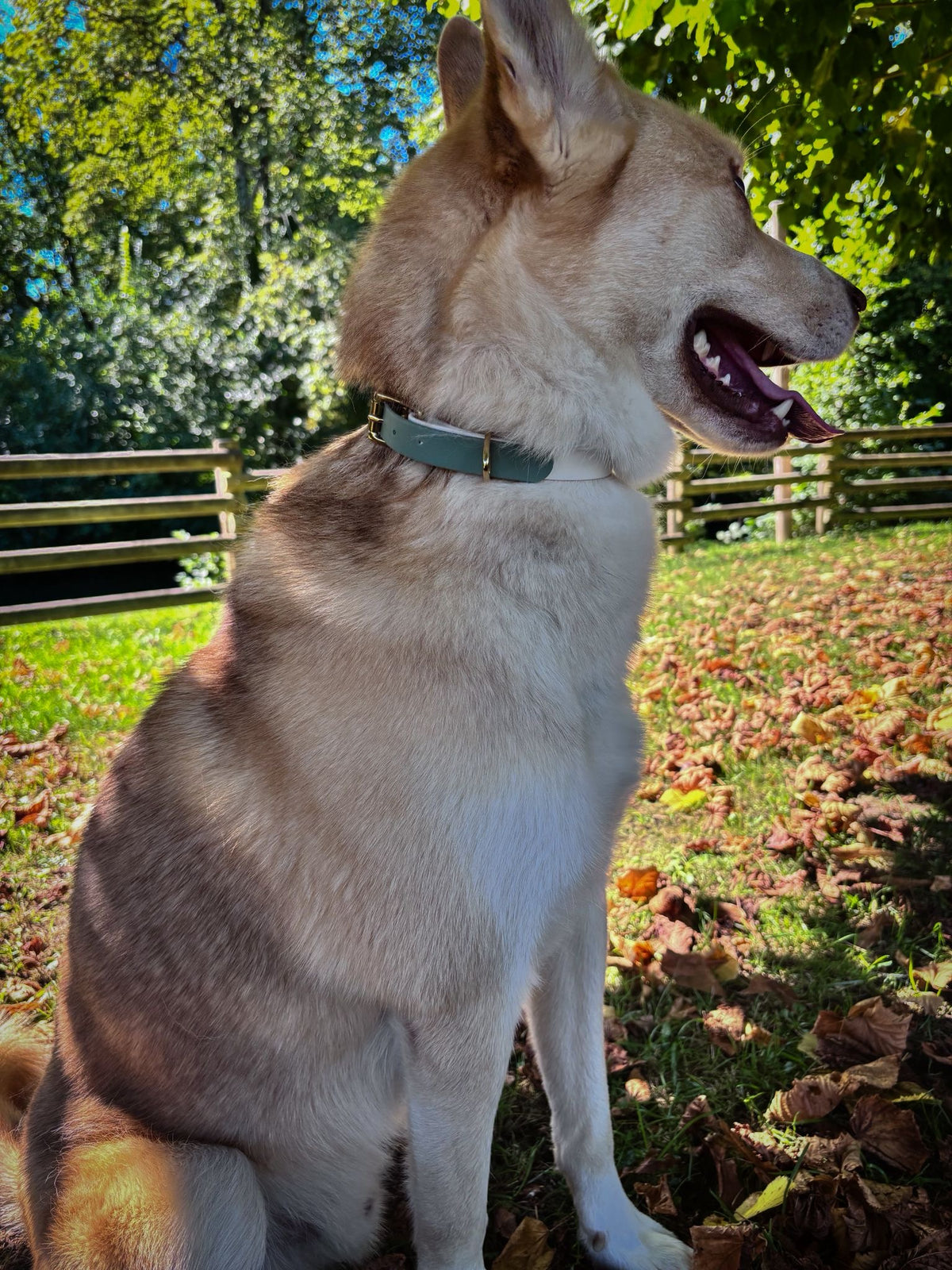 Collier Chien Bicolore BIOTHANE® - Matcha