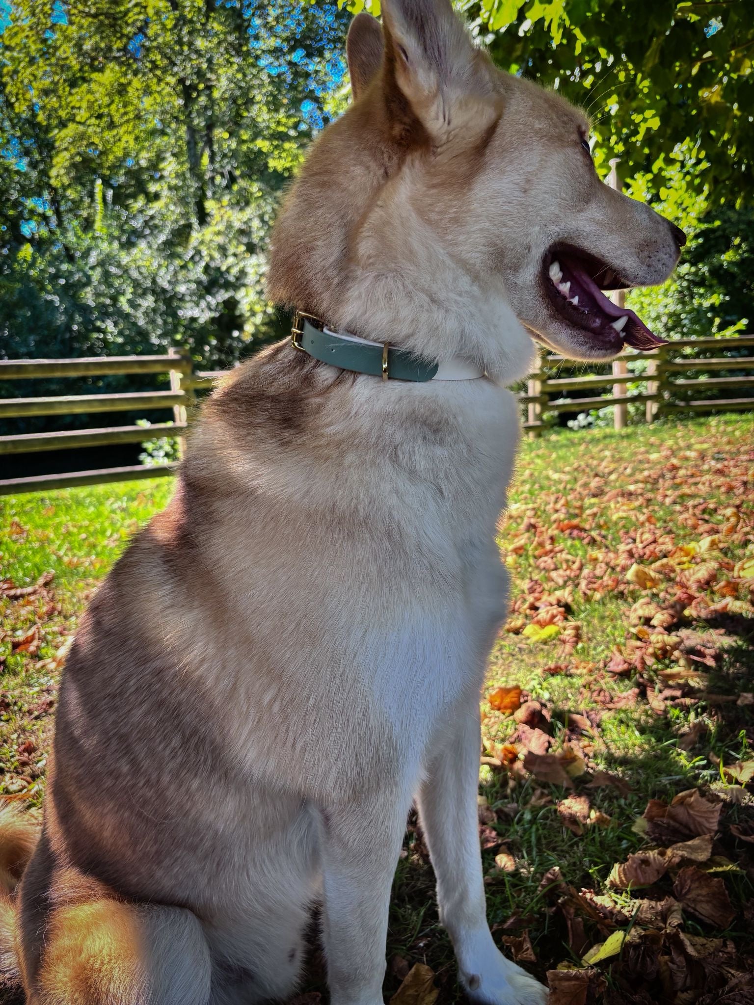 Collier Chien Bicolore BIOTHANE® - Matcha